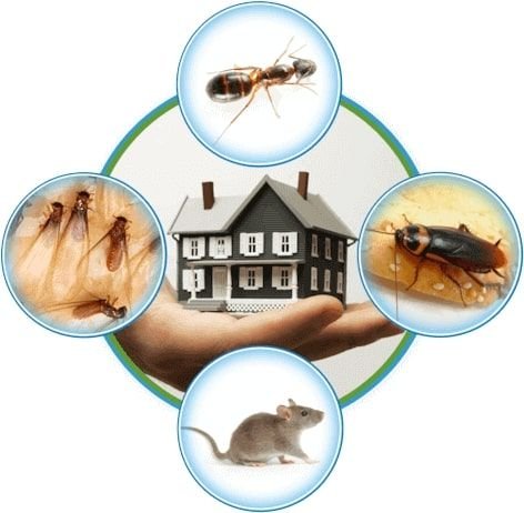Mosquito Control: Simple Ways to Protect Your Home from Mosquitoes